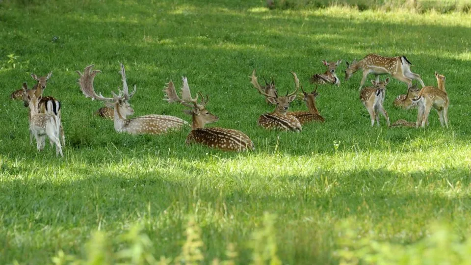 GORJ: Boncănitul cerbilor se aude în Parcul Național Defileul Jiului și în Bumbești-Jiu